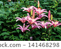 Elegant Pink Lily Flowers with Fresh Buds in a Green Summer Garden 141468298