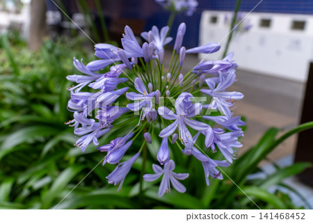 A summer flower scene featuring refreshing blue-purple agapanthus in bloom. A summer flower scene featuring refreshing blue-purple agapanthus in bloom. 141468452
