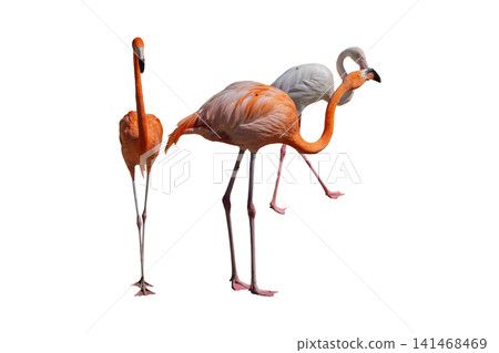 Beautiful pink flamingo standing isolated on a white background Beautiful pink flamingo standing isolated on a white background 141468469