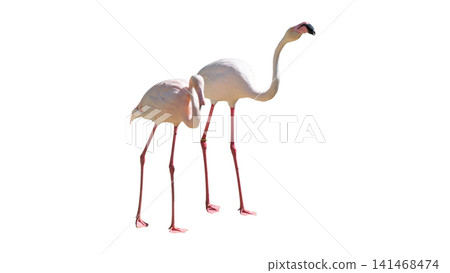 Beautiful pink flamingo standing isolated on a white background Beautiful pink flamingo standing isolated on a white background 141468474