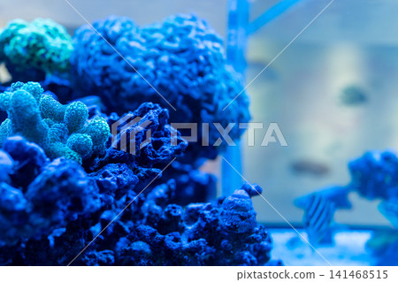 A marine aquarium of Acropora corals and coral reefs bathed in a fantastical blue light. A marine aquarium of Acropora corals and coral reefs bathed in a fantastical blue light. 141468515