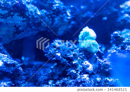 一個充滿鹿角珊瑚和珊瑚礁的海洋水族館,沐浴在夢幻般的藍色燈光中。 一個充滿鹿角珊瑚和珊瑚礁的海洋水族館,沐浴在夢幻般的藍色燈光中。 141468521