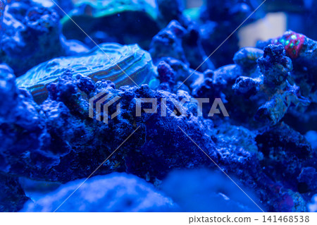 A fantasy background featuring a translucent aqua blue sea and coral reefs. A fantasy background featuring a translucent aqua blue sea and coral reefs. 141468538