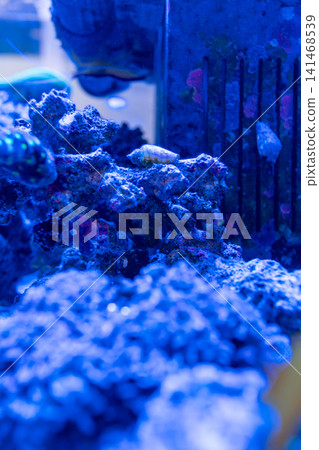 A fantasy background featuring a translucent aqua blue sea and coral reefs. A fantasy background featuring a translucent aqua blue sea and coral reefs. 141468539