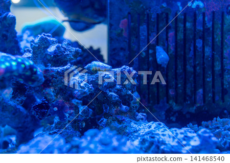 A fantasy background featuring a translucent aqua blue sea and coral reefs. 141468540