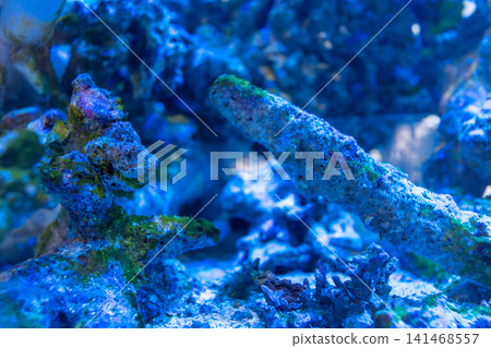 夜間水族箱展現出硬珊瑚逼真的質感。 夜間水族箱展現出硬珊瑚逼真的質感。 141468557