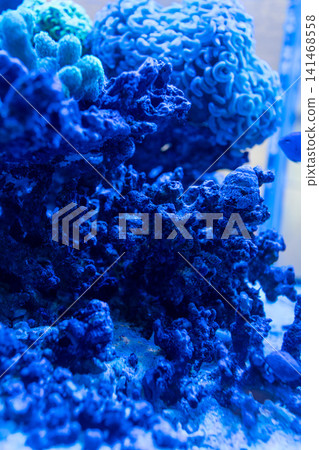 The realistic texture of hard coral emerges in the night aquarium. The realistic texture of hard coral emerges in the night aquarium. 141468558