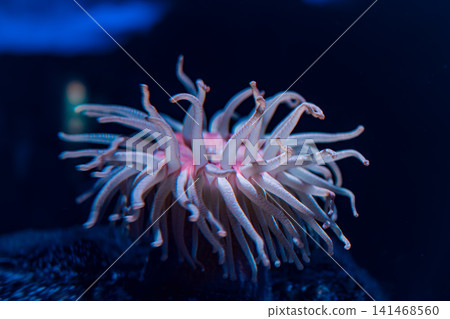 A fantastical underwater macro shot capturing a pink anemone. A fantastical underwater macro shot capturing a pink anemone. 141468560