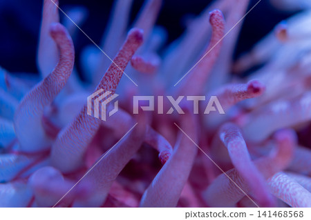 A fantastical underwater macro shot capturing a pink anemone. A fantastical underwater macro shot capturing a pink anemone. 141468568