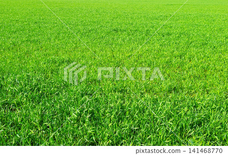 Green grass texture from a field Green grass texture from a field 141468770
