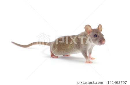 rat isolated on white background rat isolated on white background 141468797