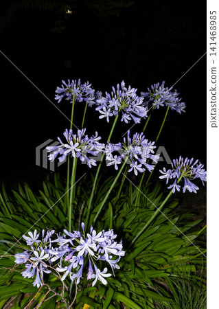 The agapanthus, with its beautiful contrast of black and blue-violet. The agapanthus, with its beautiful contrast of black and blue-violet. 141468985