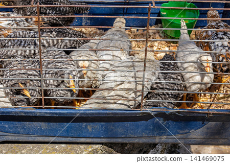 Small chicken birds in farm cage Small chicken birds in farm cage 141469075