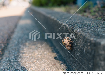 A cicada that died on a concrete wall after failing to emerge from its nymph stage. A cicada that died on a concrete wall after failing to emerge from its nymph stage. 141469617
