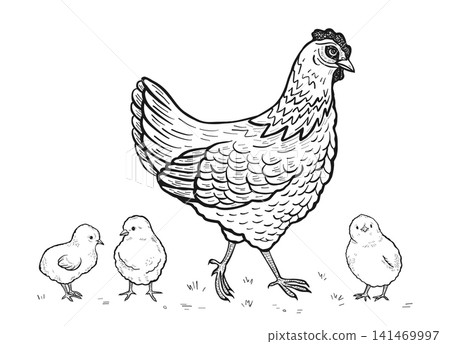 Sketch hen chick set hand drawn rooster chicken baby chicks vintage doodle style rustic design Sketch hen chick set hand drawn rooster chicken baby chicks vintage doodle style rustic design 141469997