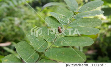 Froghopper perched on a green leaf. Shot in the forest Froghopper perched on a green leaf. Shot in the forest 141470160