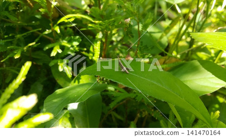 A young image of brown grasshopper is standing on a leaf. Shot in jungle. A young image of brown grasshopper is standing on a leaf. Shot in jungle. 141470164