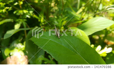 A young image of brown grasshopper is standing on a leaf. Shot in jungle. A young image of brown grasshopper is standing on a leaf. Shot in jungle. 141470166
