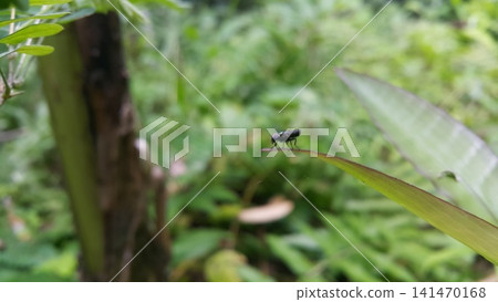 Hermetia illucens sitting on a leaf. Black Soldier Fly, a species of Soldier flies. Also as known as American Soldier Fly. Hermetia illucens sitting on a leaf. Black Soldier Fly, a species of Soldier flies. Also as known as American Soldier Fly. 141470168