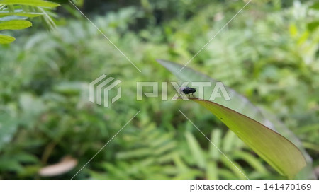 Hermetia illucens sitting on a leaf. Black Soldier Fly, a species of Soldier flies. Also as known as American Soldier Fly. Hermetia illucens sitting on a leaf. Black Soldier Fly, a species of Soldier flies. Also as known as American Soldier Fly. 141470169