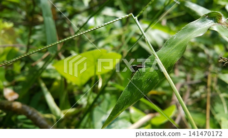 Hermetia illucens sitting on a leaf. Black Soldier Fly, a species of Soldier flies. Also as known as American Soldier Fly. Hermetia illucens sitting on a leaf. Black Soldier Fly, a species of Soldier flies. Also as known as American Soldier Fly. 141470172