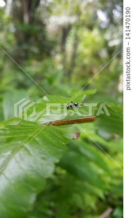 Polyrhachis dives, silver spiny ant, Iridomyrmex anceps, Polyrhachis schlueteri. Silver Spiny Sugar Ant on a leaf Polyrhachis dives, silver spiny ant, Iridomyrmex anceps, Polyrhachis schlueteri. Silver Spiny Sugar Ant on a leaf 141470190