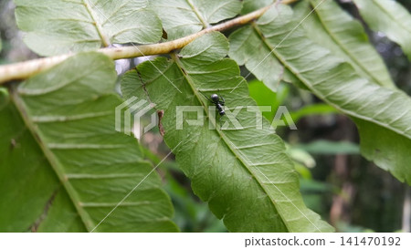 Polyrhachis dives, silver spiny ant, Iridomyrmex anceps, Polyrhachis schlueteri. Silver Spiny Sugar Ant on a leaf Polyrhachis dives, silver spiny ant, Iridomyrmex anceps, Polyrhachis schlueteri. Silver Spiny Sugar Ant on a leaf 141470192
