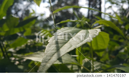 closeup nature view of green leaf background. Flat lay, dark nature concept, tropical leaf closeup nature view of green leaf background. Flat lay, dark nature concept, tropical leaf 141470197