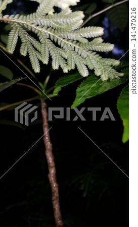 Selaginellaceae leaves background. Shot in the forest. Nature wallpaper. Selaginellaceae, Selaginella kraussiana, Selaginella Tamariscina, Selaginella delicatula. Selaginellaceae leaves background. Shot in the forest. Nature wallpaper. Selaginellaceae, Selaginella kraussiana, Selaginella Tamariscina, Selaginella delicatula. 141470216