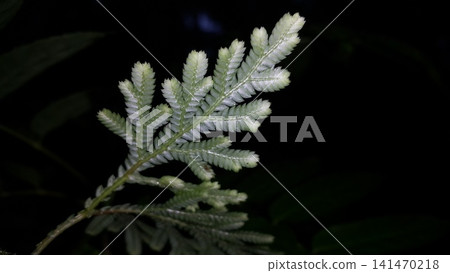 Selaginellaceae leaves background. Shot in the forest. Nature wallpaper. Selaginellaceae, Selaginella kraussiana, Selaginella Tamariscina, Selaginella delicatula. Selaginellaceae leaves background. Shot in the forest. Nature wallpaper. Selaginellaceae, Selaginella kraussiana, Selaginella Tamariscina, Selaginella delicatula. 141470218