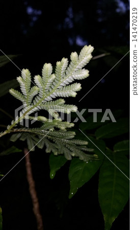 Selaginellaceae leaves background. Shot in the forest. Nature wallpaper. Selaginellaceae, Selaginella kraussiana, Selaginella Tamariscina, Selaginella delicatula. Selaginellaceae leaves background. Shot in the forest. Nature wallpaper. Selaginellaceae, Selaginella kraussiana, Selaginella Tamariscina, Selaginella delicatula. 141470219