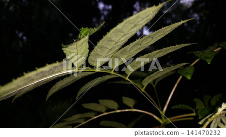 Thorny leaves background. Shot in the forest. Nature wallpaper. Ehretia acuminata, Critonia sexangularis, Leaf Katydid, Cycloptera speculat, Xylosma chlorantha. Thorny leaves background. Shot in the forest. Nature wallpaper. Ehretia acuminata, Critonia sexangularis, Leaf Katydid, Cycloptera speculat, Xylosma chlorantha. 141470232