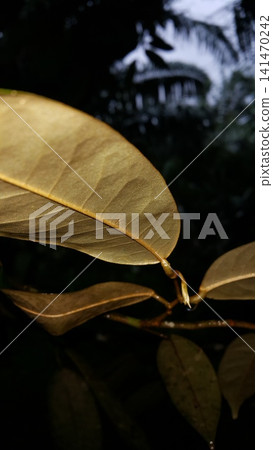 Water drops on plants. Shot in the forest. Water drops on plants. Shot in the forest. 141470242