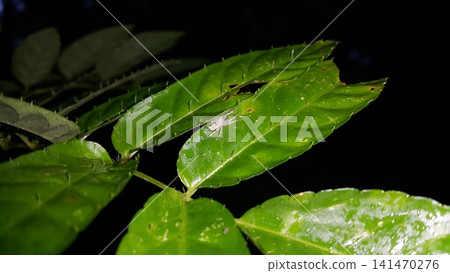 Heteropoda boiei, Lichen Huntsman Spider, Hersilia, Infraorder Araneomorphae, True Spiders, Bronze Hopper Helpis minitabunda, jumping spider. Heteropoda boiei, Lichen Huntsman Spider, Hersilia, Infraorder Araneomorphae, True Spiders, Bronze Hopper Helpis minitabunda, jumping spider. 141470276