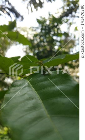Weaver ants on green leaves. Shot in the forest. Weaver ants on green leaves. Shot in the forest. 141470290