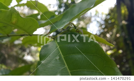 Weaver ants on green leaves. Shot in the forest. Weaver ants on green leaves. Shot in the forest. 141470291