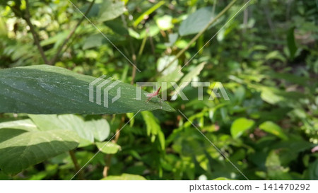 Dictyophara on green leaves. Shot in the forest. Dictyophara on green leaves. Shot in the forest. 141470292