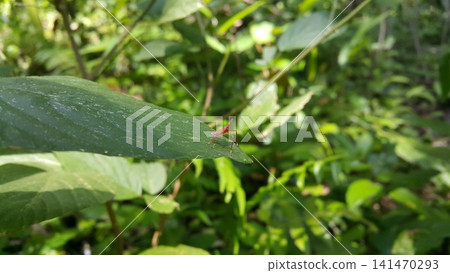 Dictyophara on green leaves. Shot in the forest. Dictyophara on green leaves. Shot in the forest. 141470293