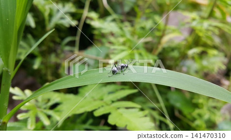 Silver Spiny Sugar Ant, Polyrhachis schlueteri resting on green grass. Polyrhachis dives, silver spiny ant, Iridomyrmex anceps, Polyrhachis schlueteri. Silver Spiny Sugar Ant, Polyrhachis schlueteri resting on green grass. Polyrhachis dives, silver spiny ant, Iridomyrmex anceps, Polyrhachis schlueteri. 141470310