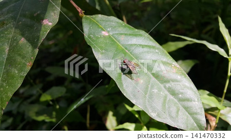 Musca domestica, subordo Cyclorrhapha. Insect fly with red eyes and has thin wings perched on green leaves, this type is often seen flying in the kitchen. Musca domestica, subordo Cyclorrhapha. Insect fly with red eyes and has thin wings perched on green leaves, this type is often seen flying in the kitchen. 141470332