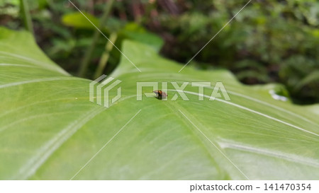 Aphrophoridae perched on fresh green leaves. Shot in the forest. This spittlebug is also known as a froghopper. Clovia eximia a species of Cercopidae. Liorhina loxosema. Aphrophoridae perched on fresh green leaves. Shot in the forest. This spittlebug is also known as a froghopper. Clovia eximia a species of Cercopidae. Liorhina loxosema. 141470354
