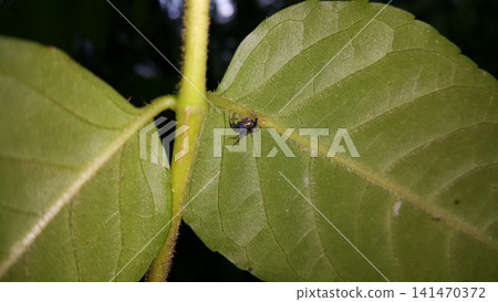 Thiania bhamoensis, metallic blue jumping spider on the green leaves. Elegant Golden Jumper, Chrysilla volupe, jumping spider, Genus Sidusa. jumping spiders of the Family Salticidae 141470372