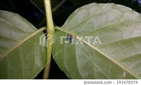 Thiania bhamoensis, metallic blue jumping spider on the green leaves. Elegant Golden Jumper, Chrysilla volupe, jumping spider, Genus Sidusa. jumping spiders of the Family Salticidae Thiania bhamoensis, metallic blue jumping spider on the green leaves. Elegant Golden Jumper, Chrysilla volupe, jumping spider, Genus Sidusa. jumping spiders of the Family Salticidae 141470374