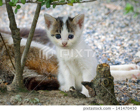Cute kittens snuggling with their mother in the shade of a tree Cute kittens snuggling with their mother in the shade of a tree 141470430