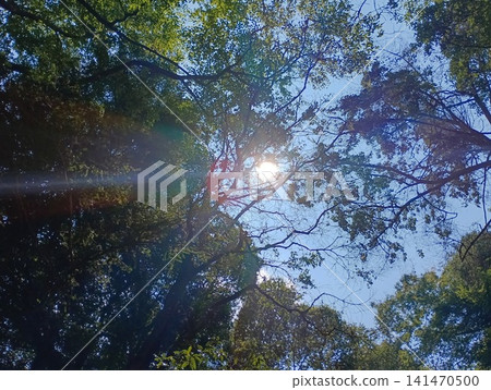 A forest guided by light A forest guided by light 141470500