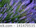 Macro Close-Up of Blooming Lavender Flowers with Shallow Depth of Field as a natural floral background 141470535