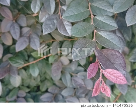 一幅植物背景圖(橫幅構圖),以柔和色彩的葉子和充滿活力的新芽為特色。 一幅植物背景圖(橫幅構圖),以柔和色彩的葉子和充滿活力的新芽為特色。 141470536