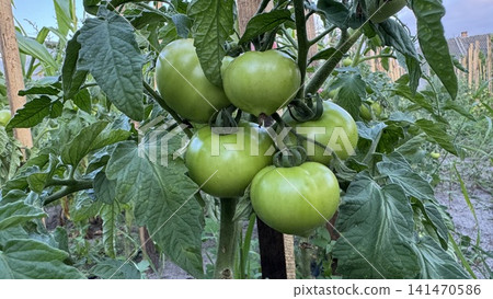 Fresh Green Tomatoes Thriving on Vine in a Lush Garden 141470586