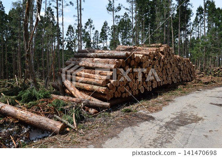 Logs of cut cedar Shonai, Yamagata Prefecture Logs of cut cedar Shonai, Yamagata Prefecture 141470698