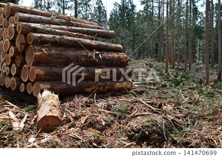 Logs of cut cedar Shonai, Yamagata Prefecture Logs of cut cedar Shonai, Yamagata Prefecture 141470699